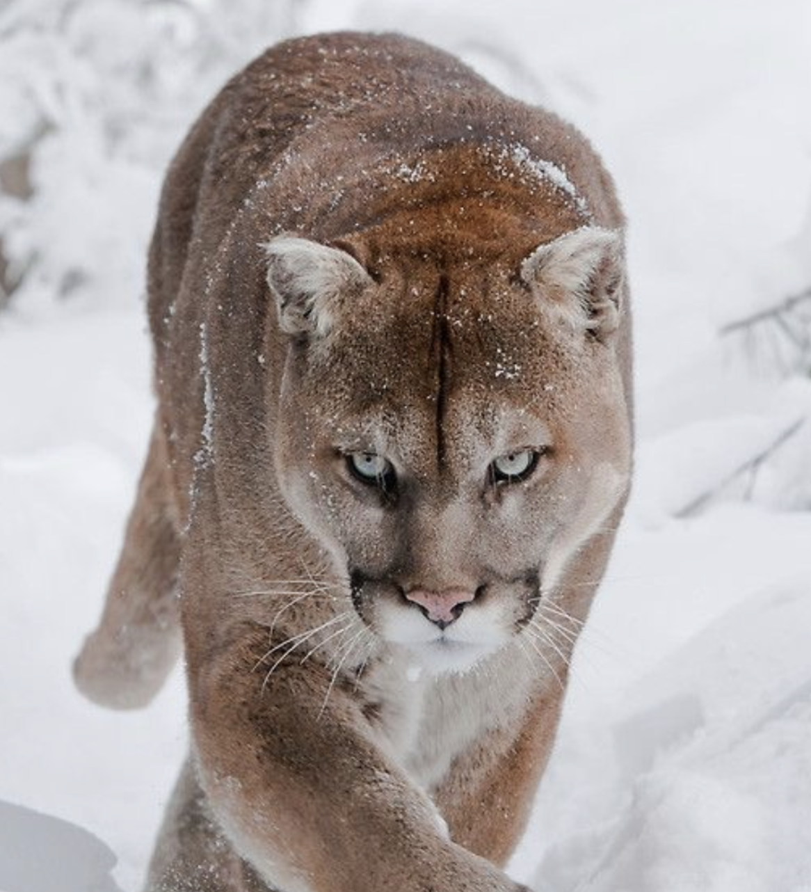 #478 The Great Spirit of the Mountain Lion/Cougar