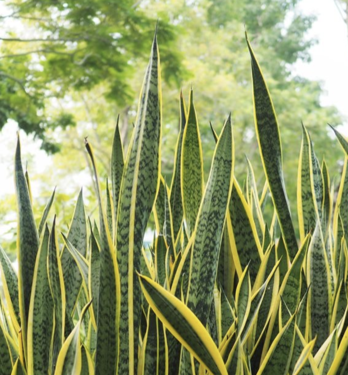#474 Great Spirit of the Snake Plant