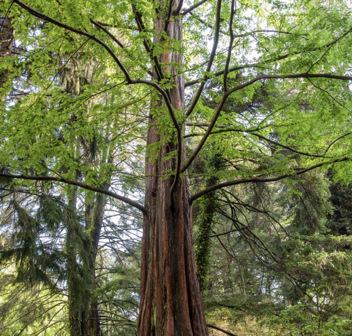 #469 The Great Spirit of The Dawn Redwood