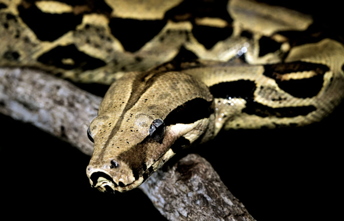 #468 The Great Spirit of Boa Constrictor
