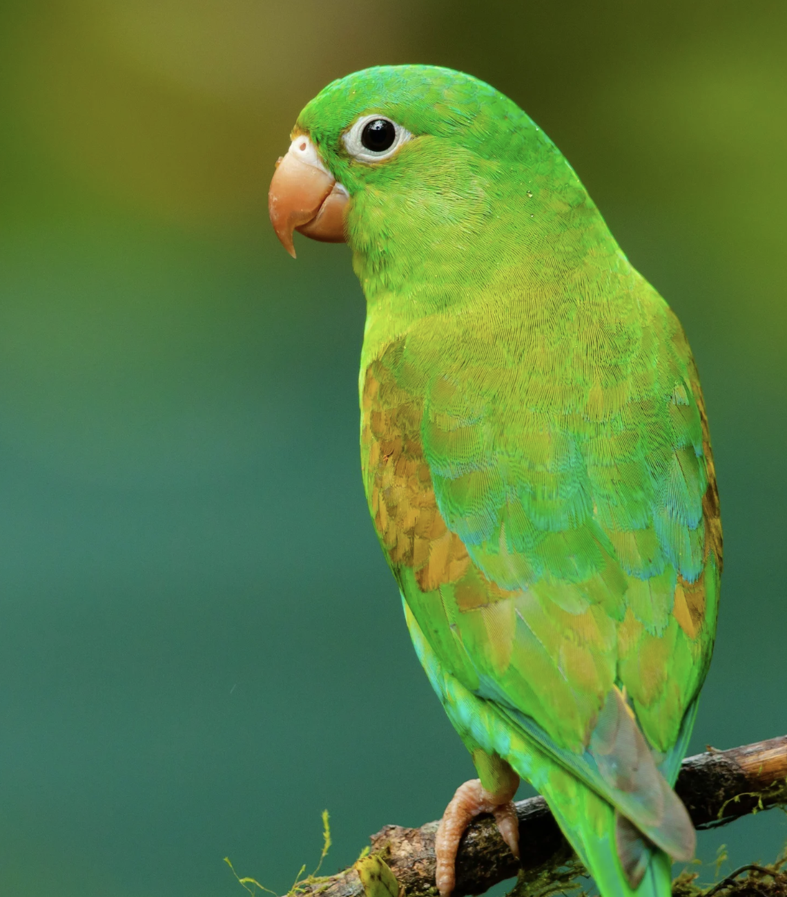 #466 The Great Spirit of the Parrot