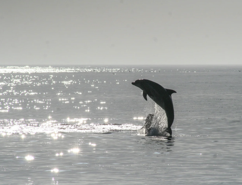 #464 The Great Spirit of the Dolphin