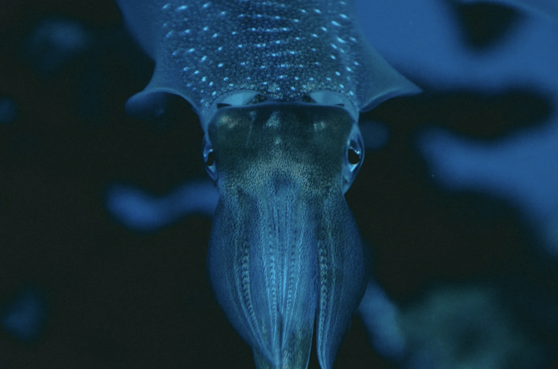 #463 The Great Spirit of the Giant Squid