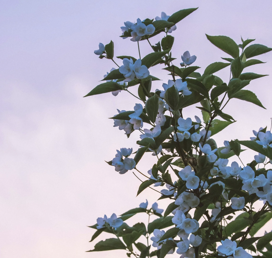 #461 The Great Spirit of Jasmine