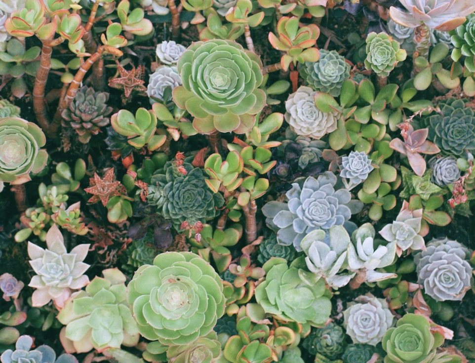 #460 The Great Spirit of the Succulent