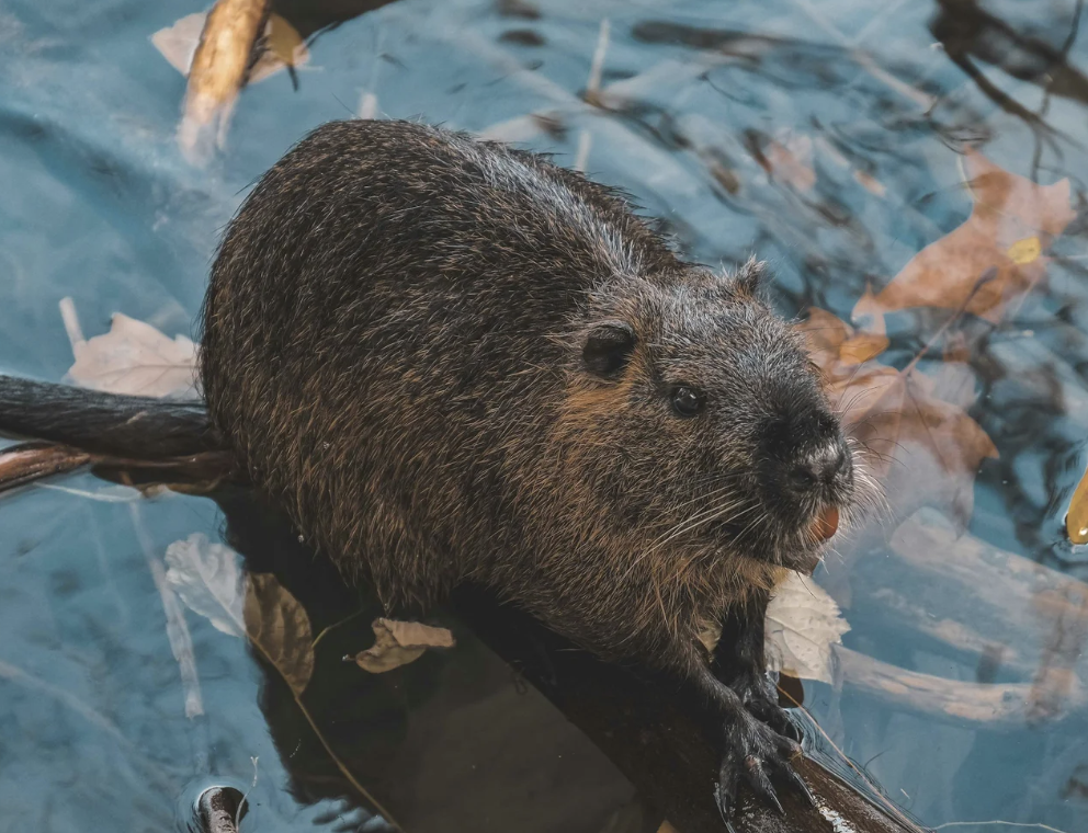 #459 The Great Spirit of the Beaver 