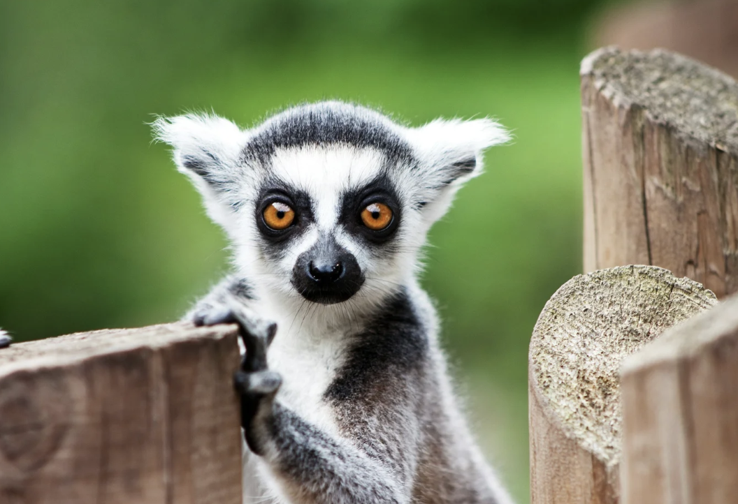 #458 The Great Spirit of the Lemur  