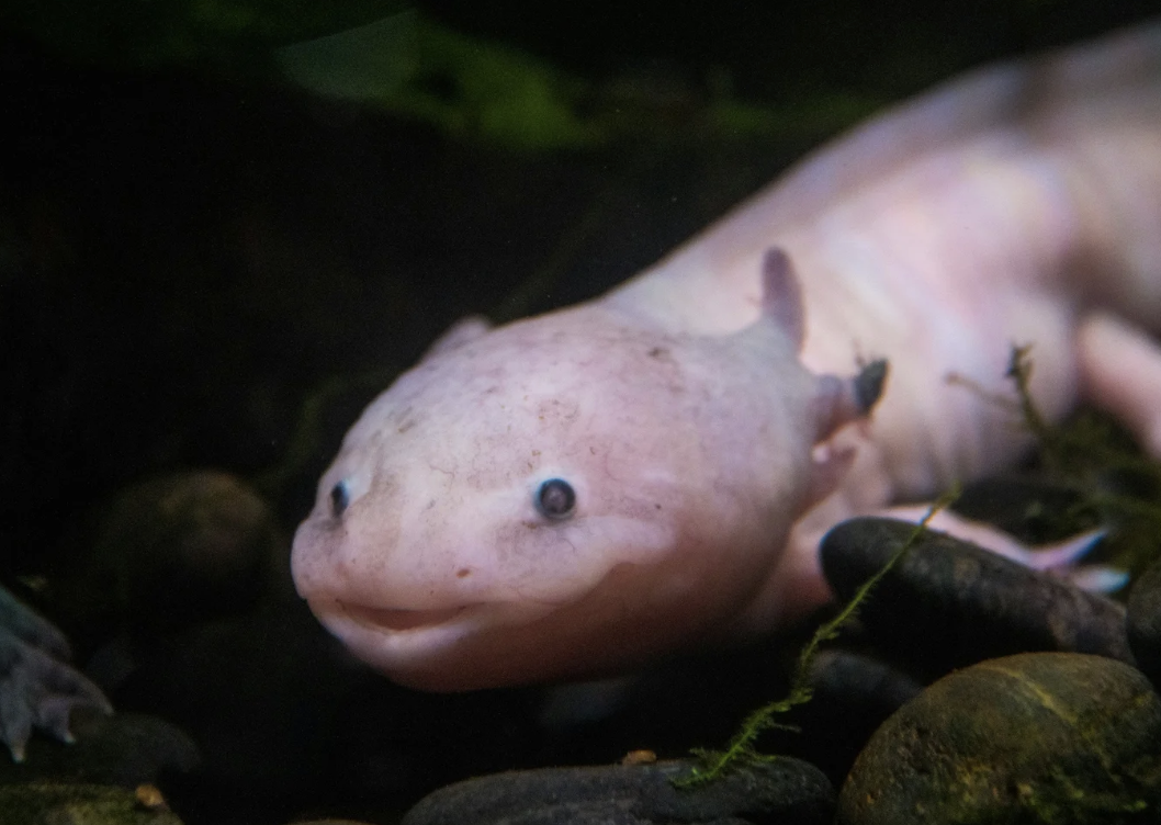 #456 The Great Spirit of the Axolotl 