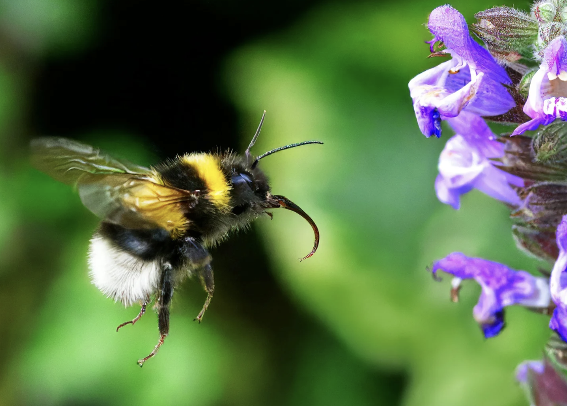 #453 The Great Spirit of the Bumblebee 