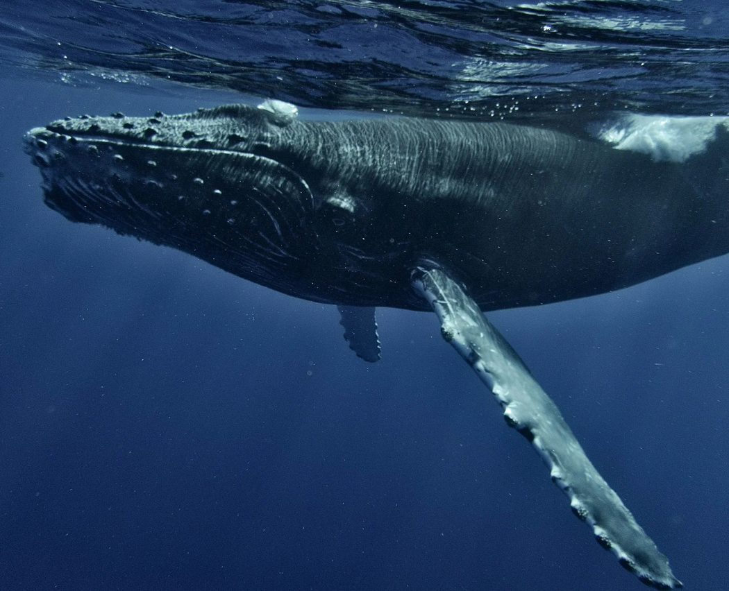 #452 The Great Spirit of the Blue Whale 