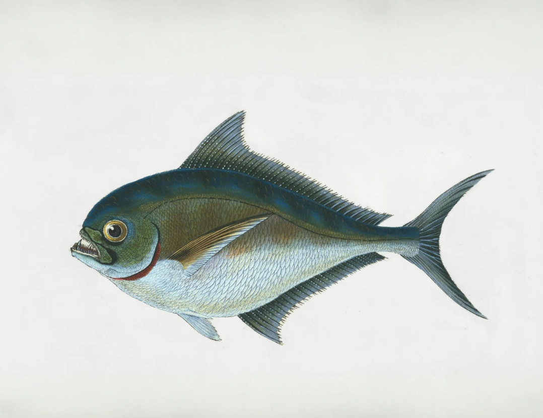 #449 The Great Spirit of the Marlin 