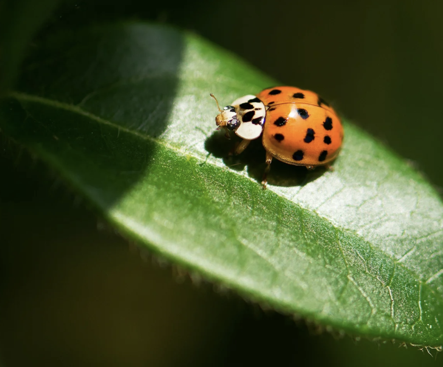 #448 The Great Spirit of the Ladybug 
