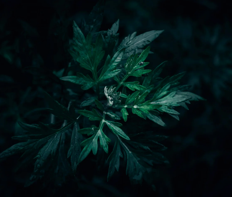 #447 The Great Spirit of Mugwort 