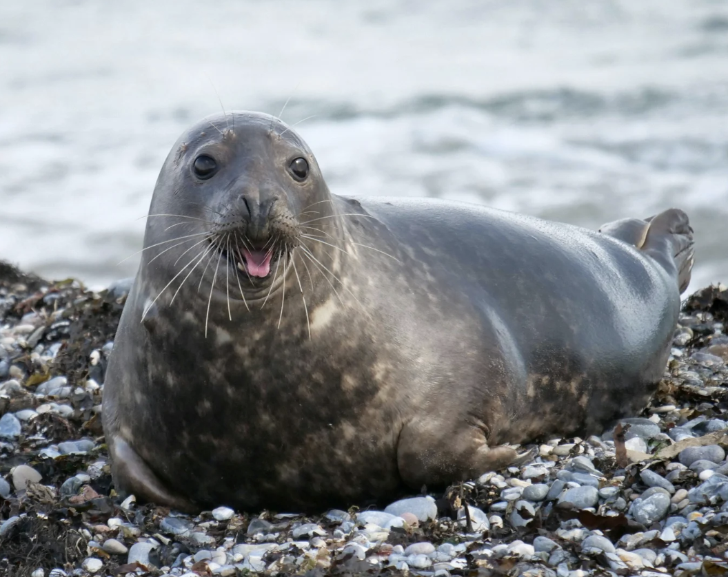 #443 The Great Spirit of the Seal  