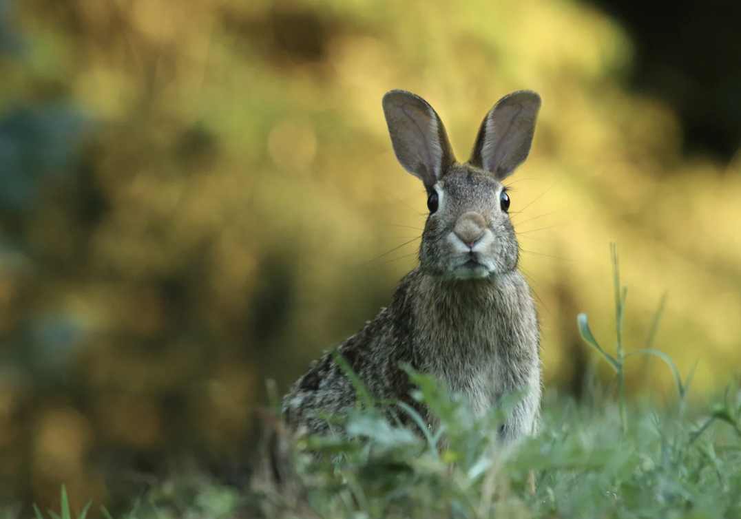#442 The Great Spirit of the Rabbit 
