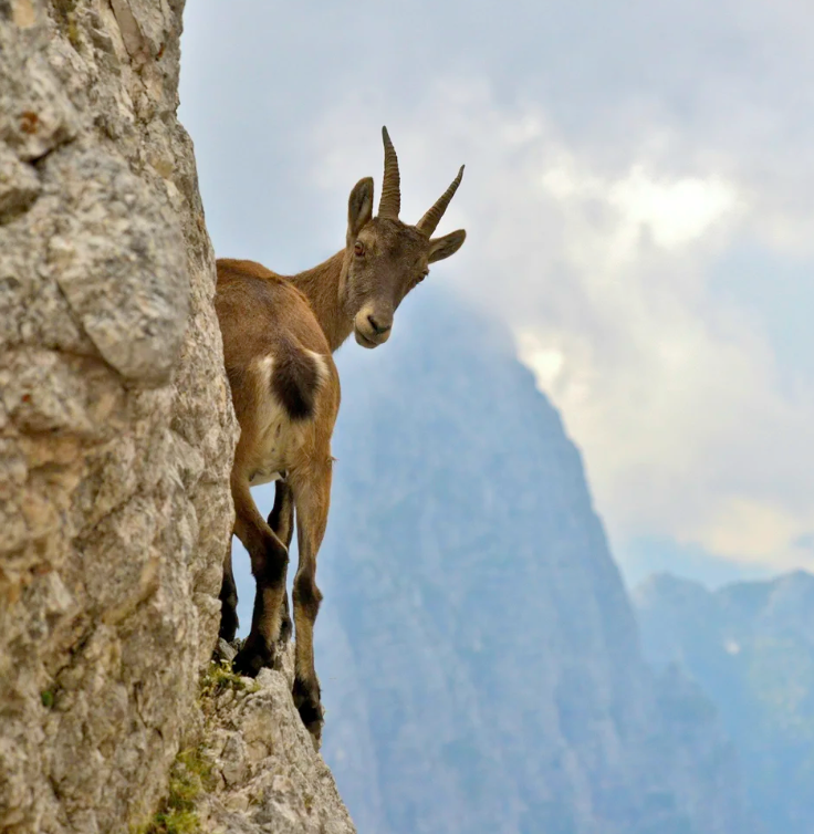 #441 The Great Spirit of the Ibex 