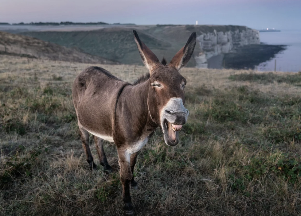 #439 The Great Spirit of the Donkey 