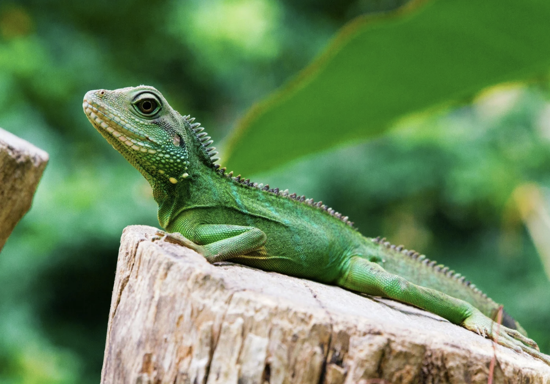 #437 The Great Spirit of the Lizard 