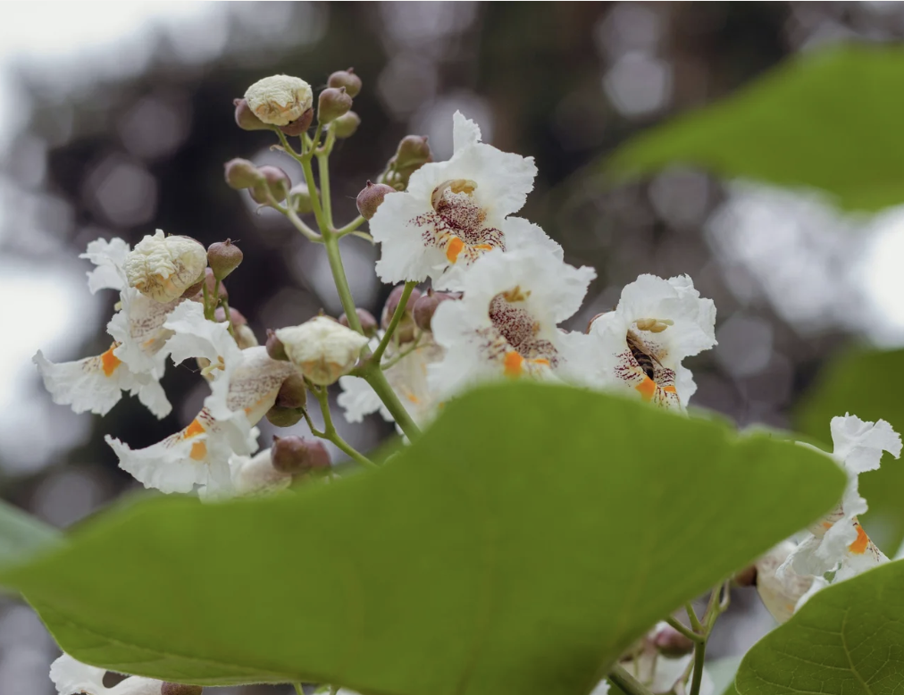 #432 The Great Spirit of the Catalpa Tree  