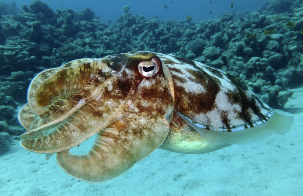 #430 The Great Spirit of the Cuttle Fish 
