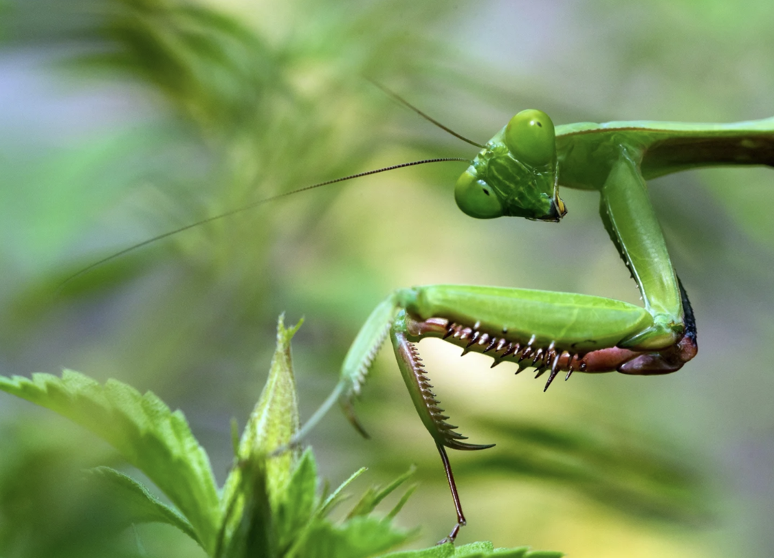 #429 The Great Spirit of the Praying Mantis (Copy)