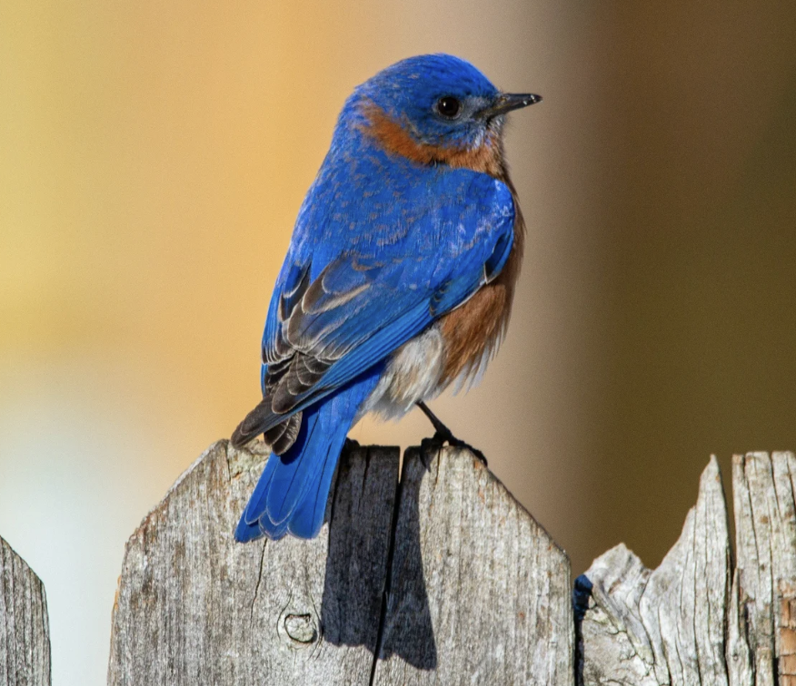#428 The Great Spirit of the Bluebird 