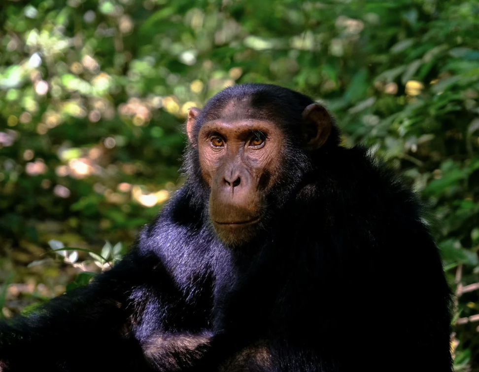 #426 The Great Spirit of the Chimpanzee