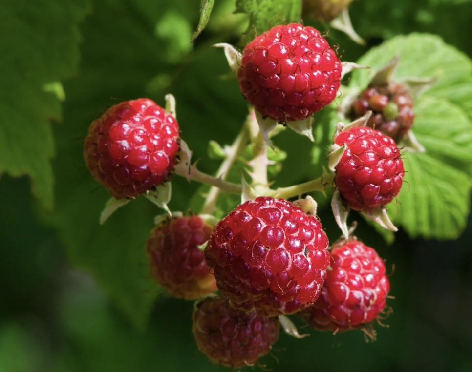 #424 The Great Spirit of the Raspberry 