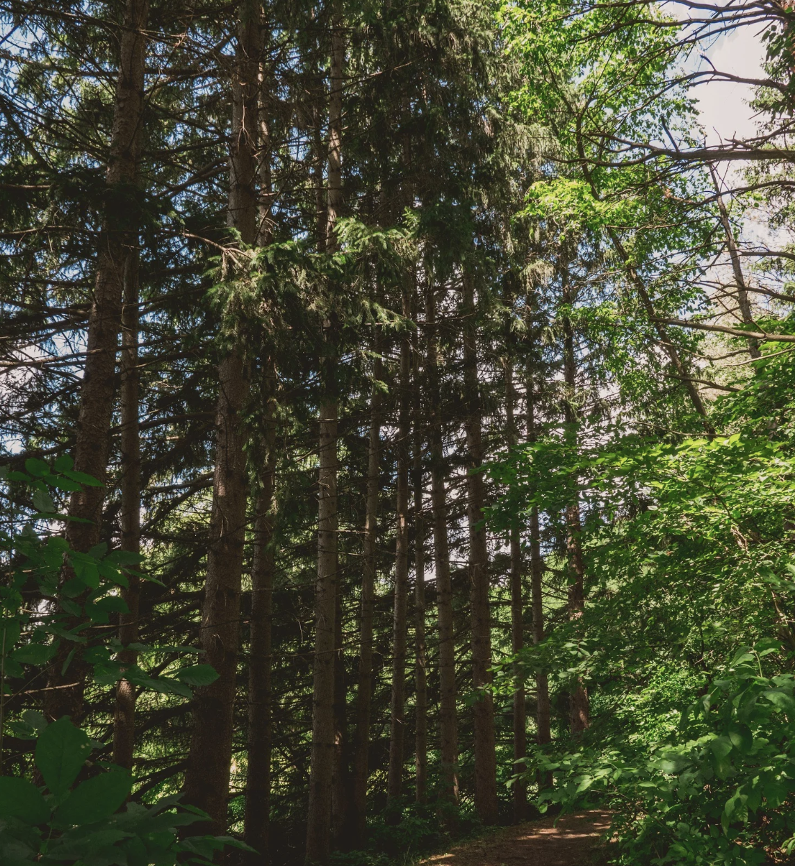 #423 The Great Spirit of the Linden Trees 