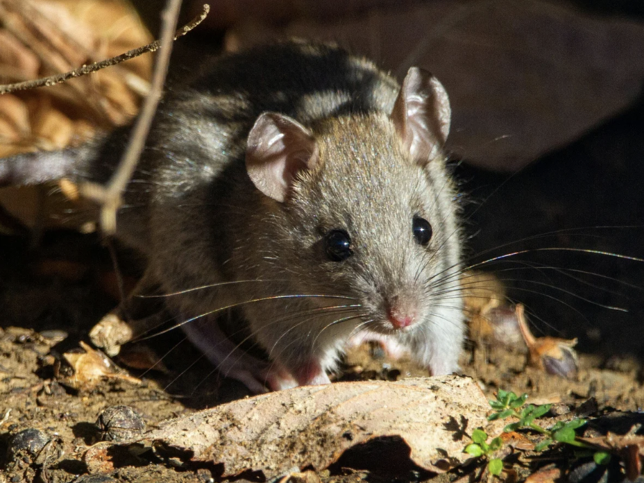 #422 The Great Spirit of the Mouse