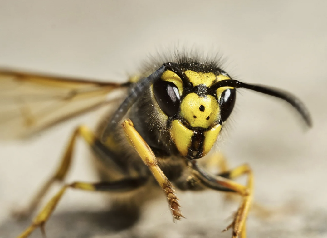 #420 The Great Spirit of the Yellowjacket