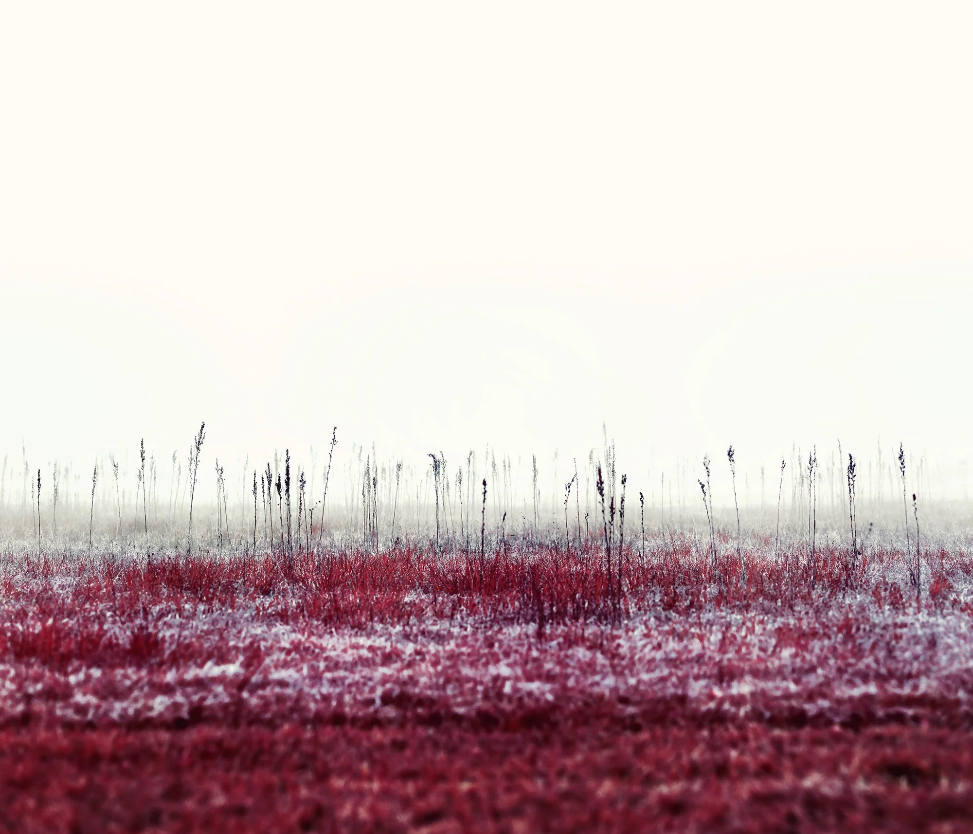 Türlersee, Red and White, Zurich 2023.jpg