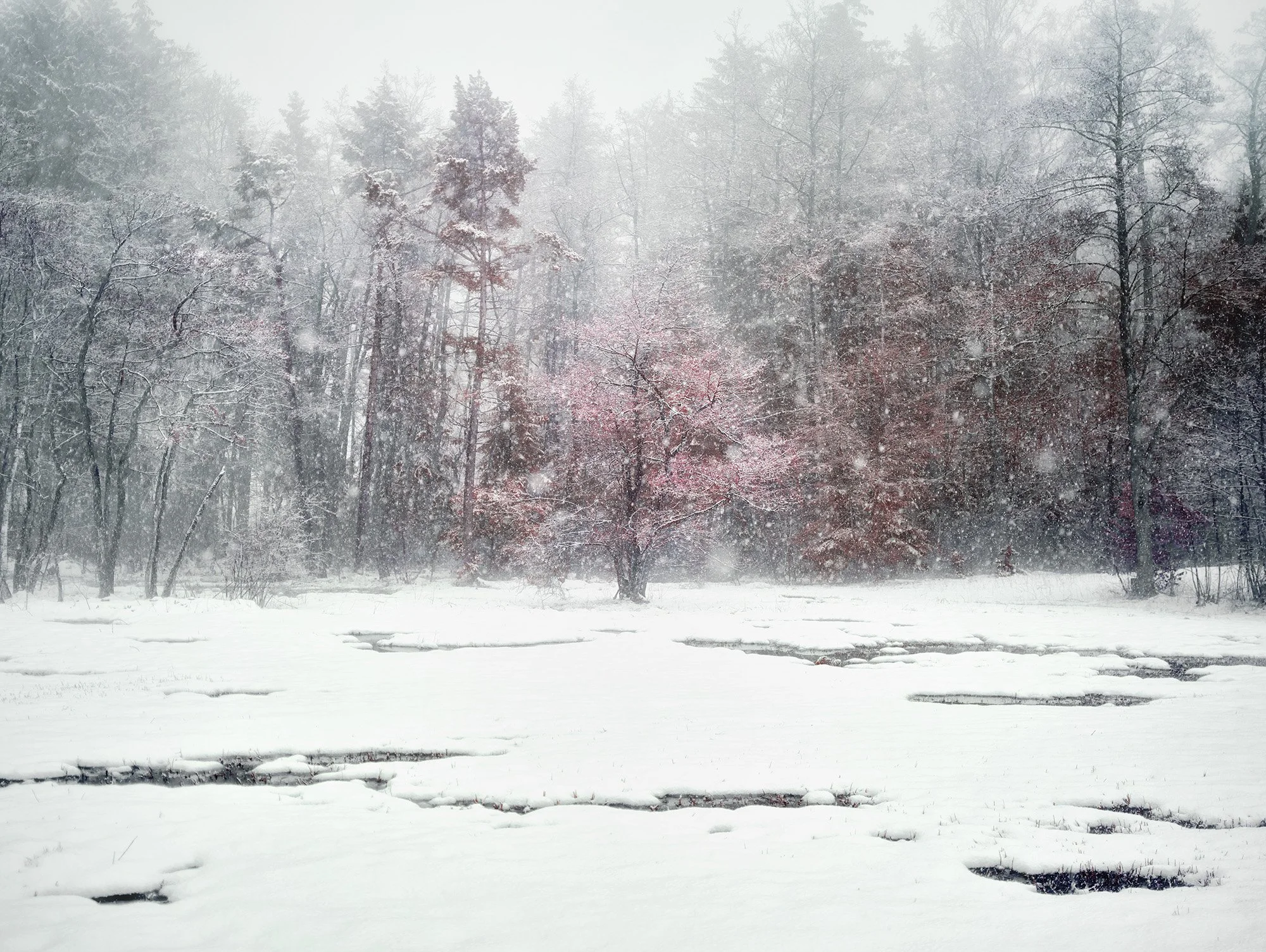 Snow Tree, Zurich 2021.jpg