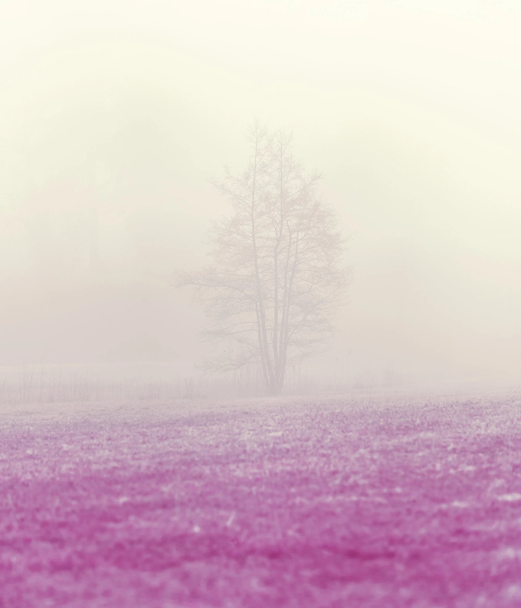 Tree and Mist, Zurich 2023.jpg