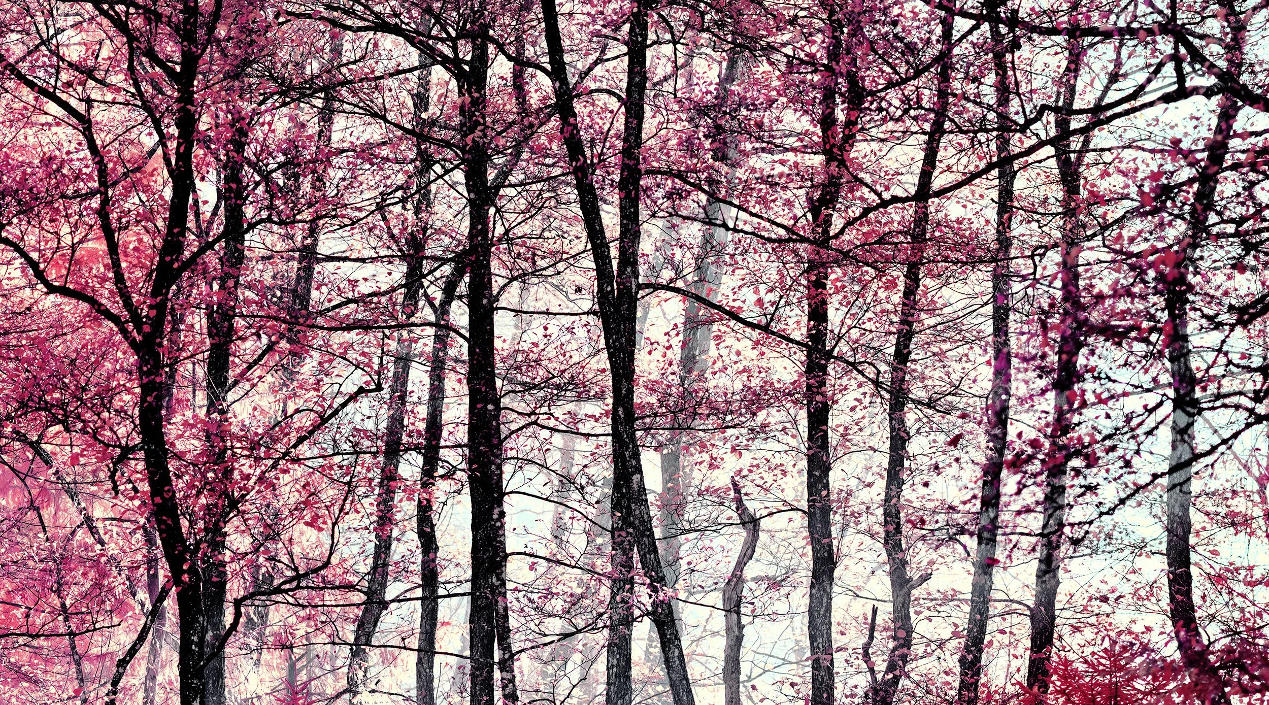 Autumn Forest, Zurich 2021.jpg