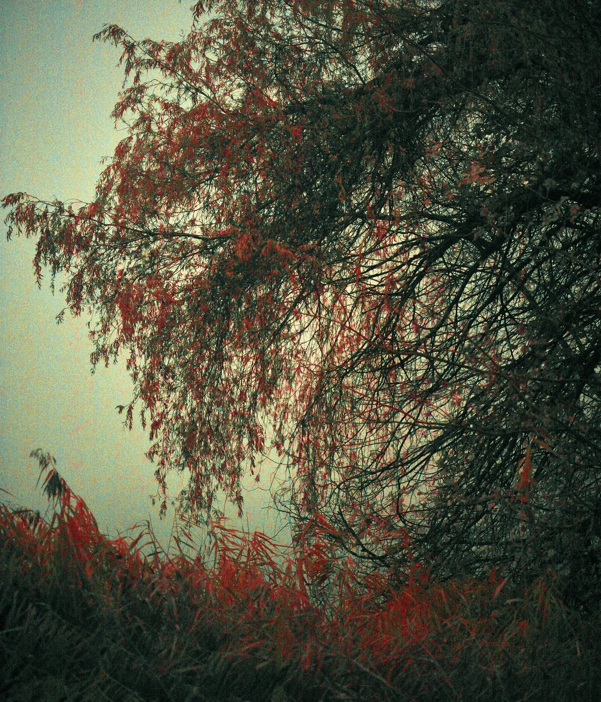 Fading Light, Zurich 2024.jpg