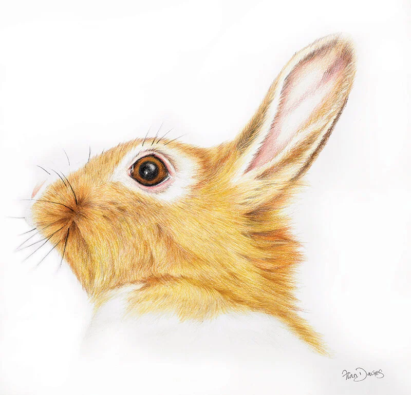 ginger-rabbit-web.jpg