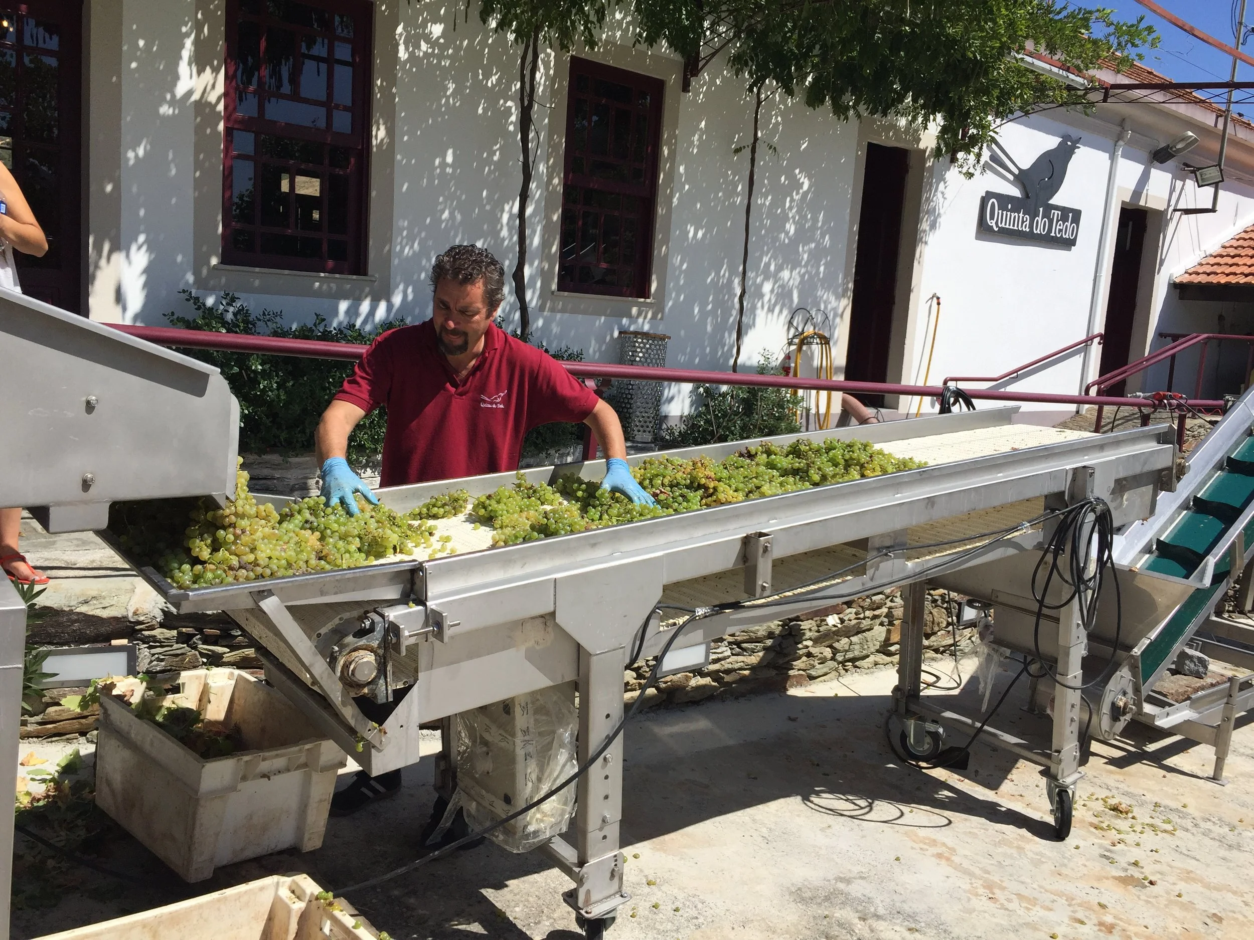 Experiencing the Douro Harvest (Vindima): A Practical Guide for Visitors – September &amp; October 2026