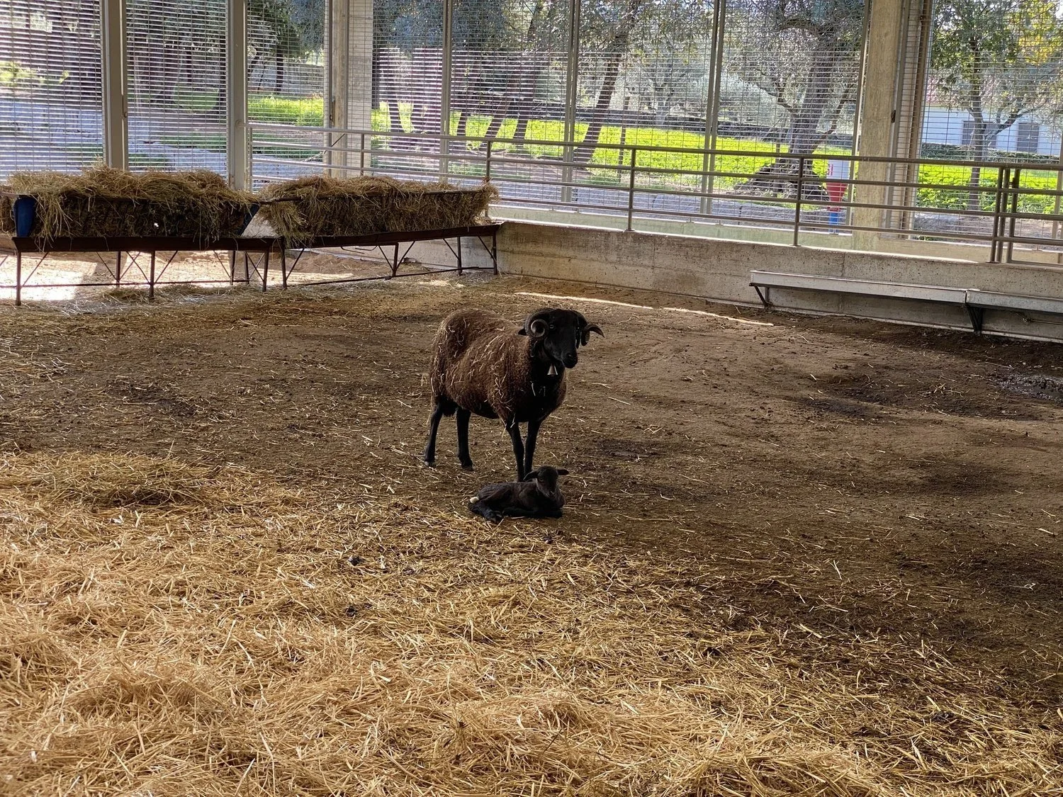 A sheep in the farm barn at Madre D’água