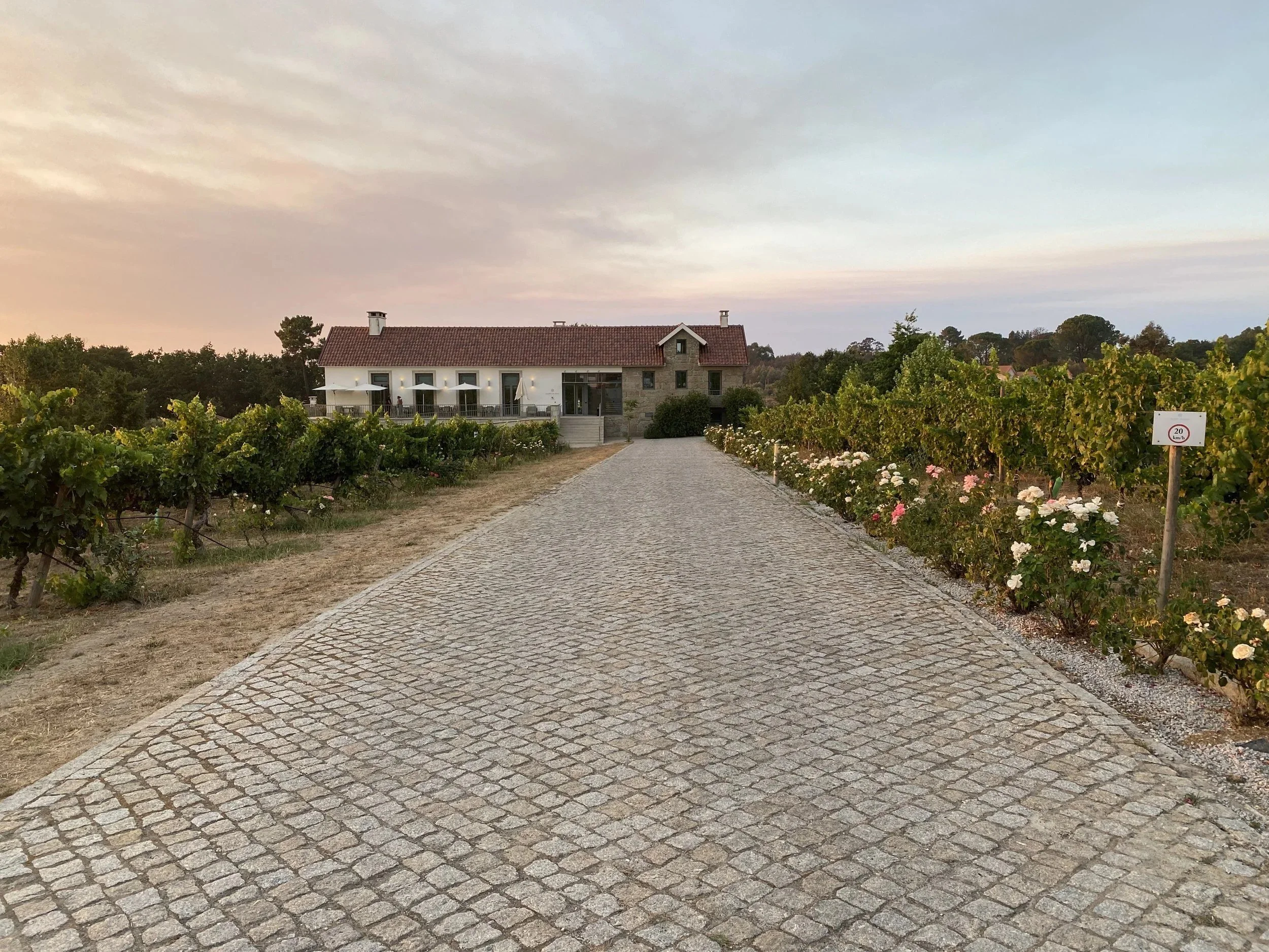 A cobbled path between vineyards leading to a quinta at dusk.