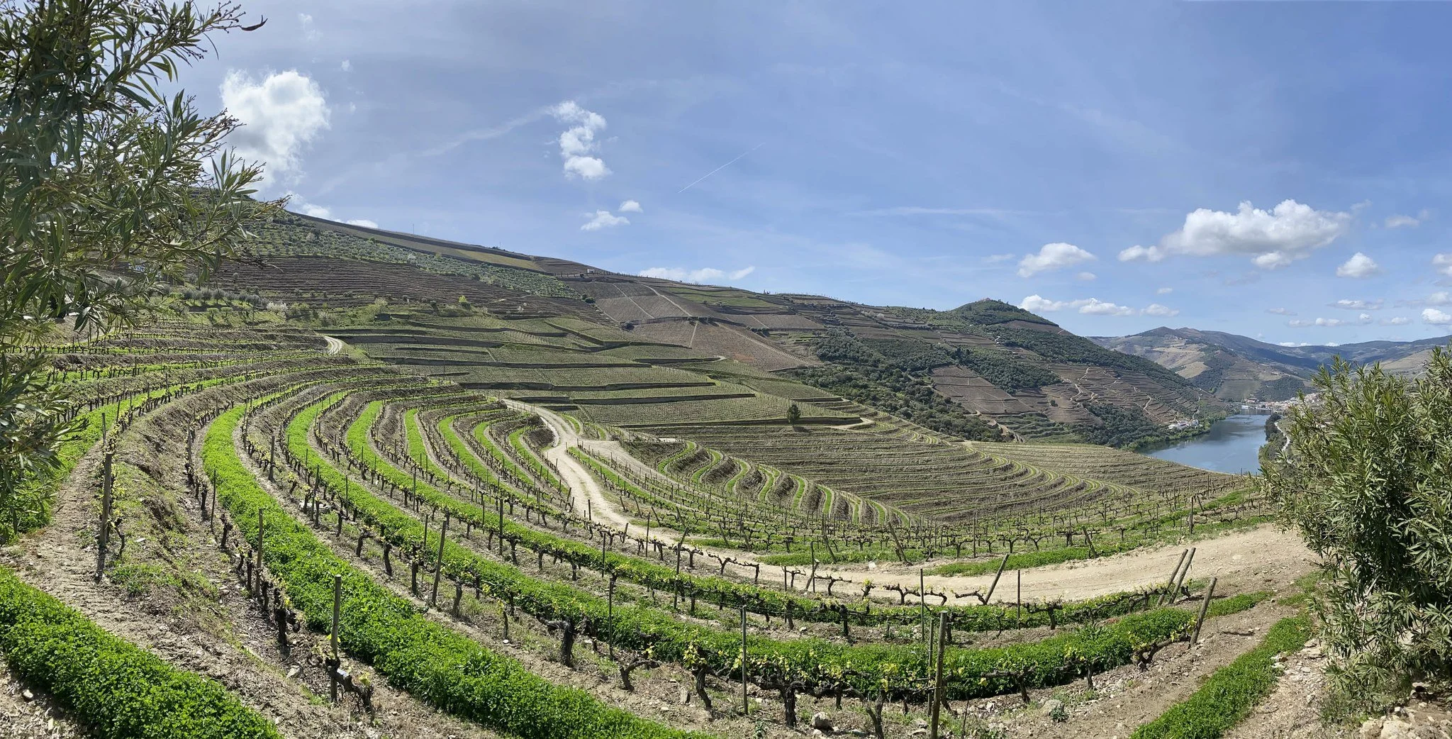 Douro vineyard terraces above the river