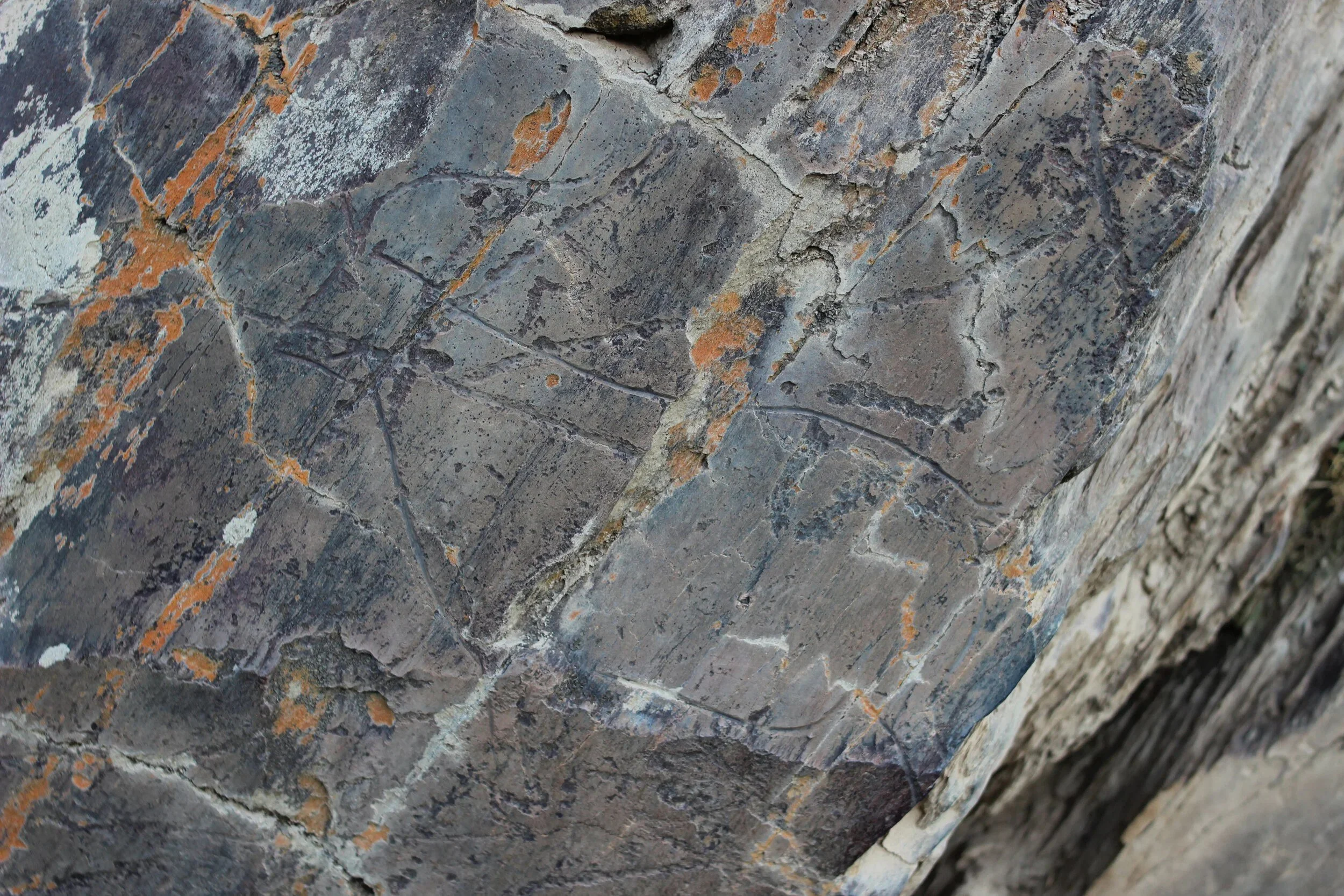 Prehistoric rock engravings at a Foz Côa open-air site.