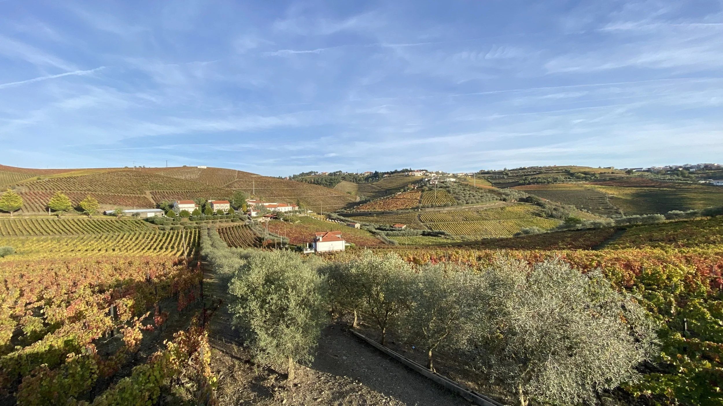 Autumn vineyards and olive trees around Quinta Seara D'Ordens.