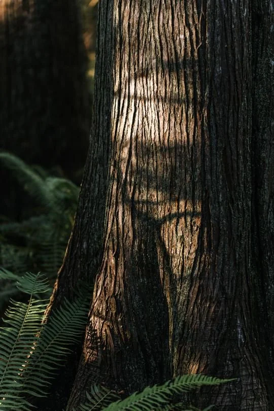 Evergreen Membership