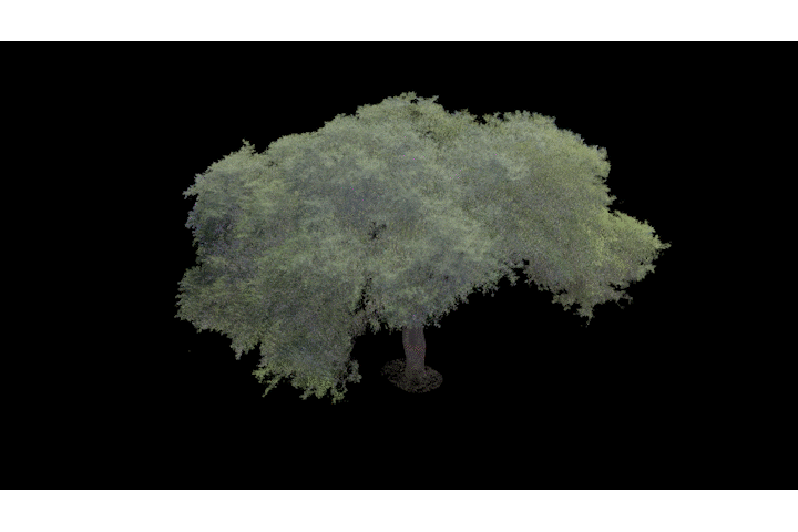 Aborist-informed tree pruning recommendations can now be done remotely and virtually.