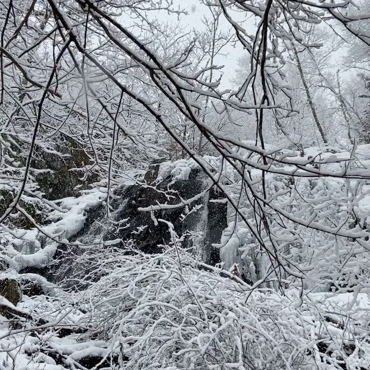 I&rsquo;m still dreaming about yesterday&rsquo;s winter wonderland. 🥰 And it looks like more snow on the way this week! ❄️
.
.
.
.
#massachusetts_igers #newengland_igers #newenglandwinter  #winterinnewengland #newenglandblogger #snow