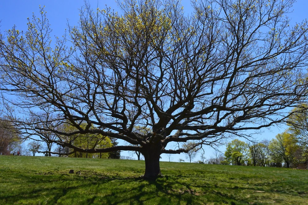One of many majestic trees at World's End.