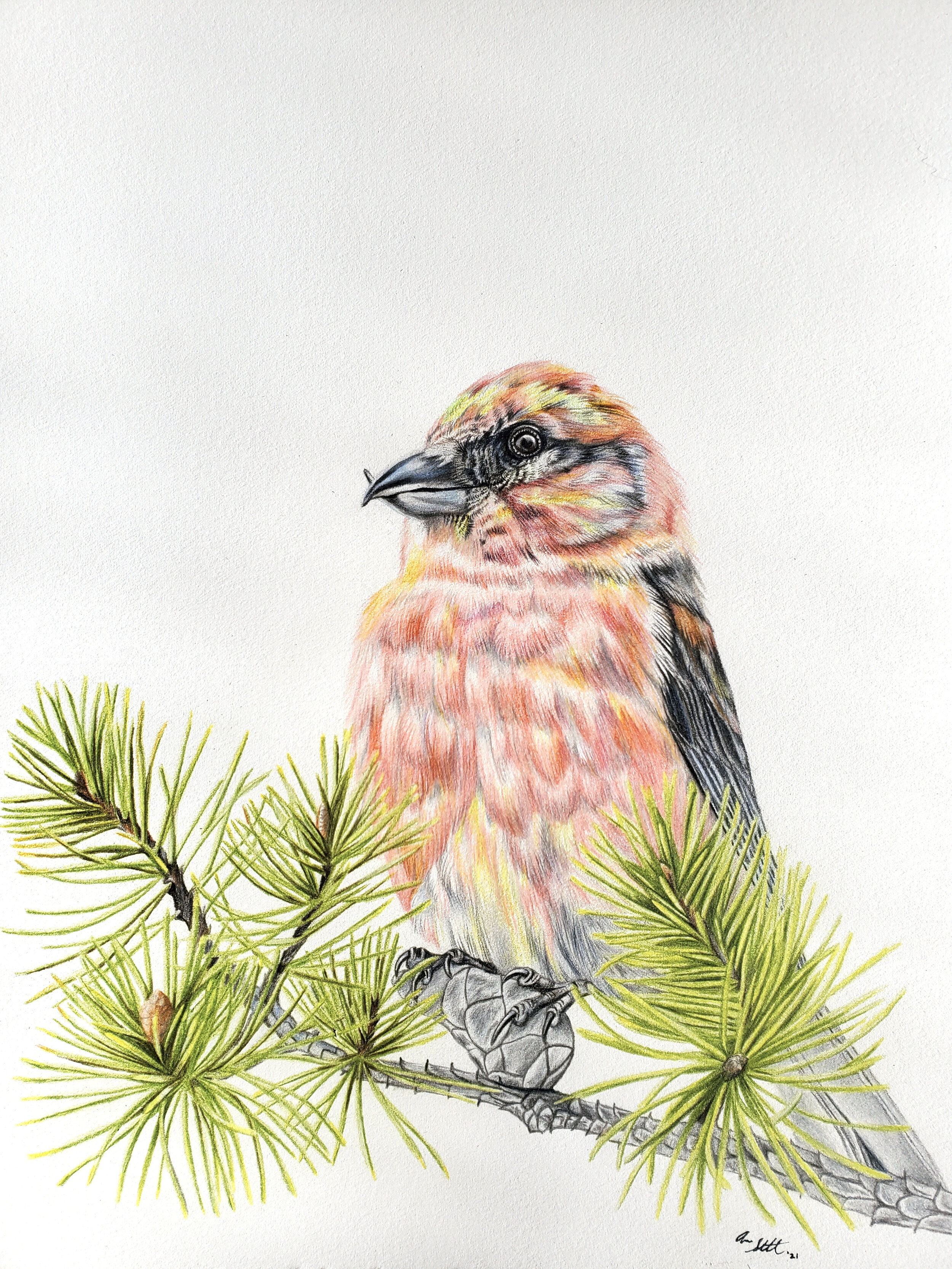 Red Crossbill (9x12" colored pencil on Fabriano Artistico hot press watercolor paper). This original piece was a commission. Prints are available as part of an illustration series to benefit finch research in partnership with the Finch Research Netwo