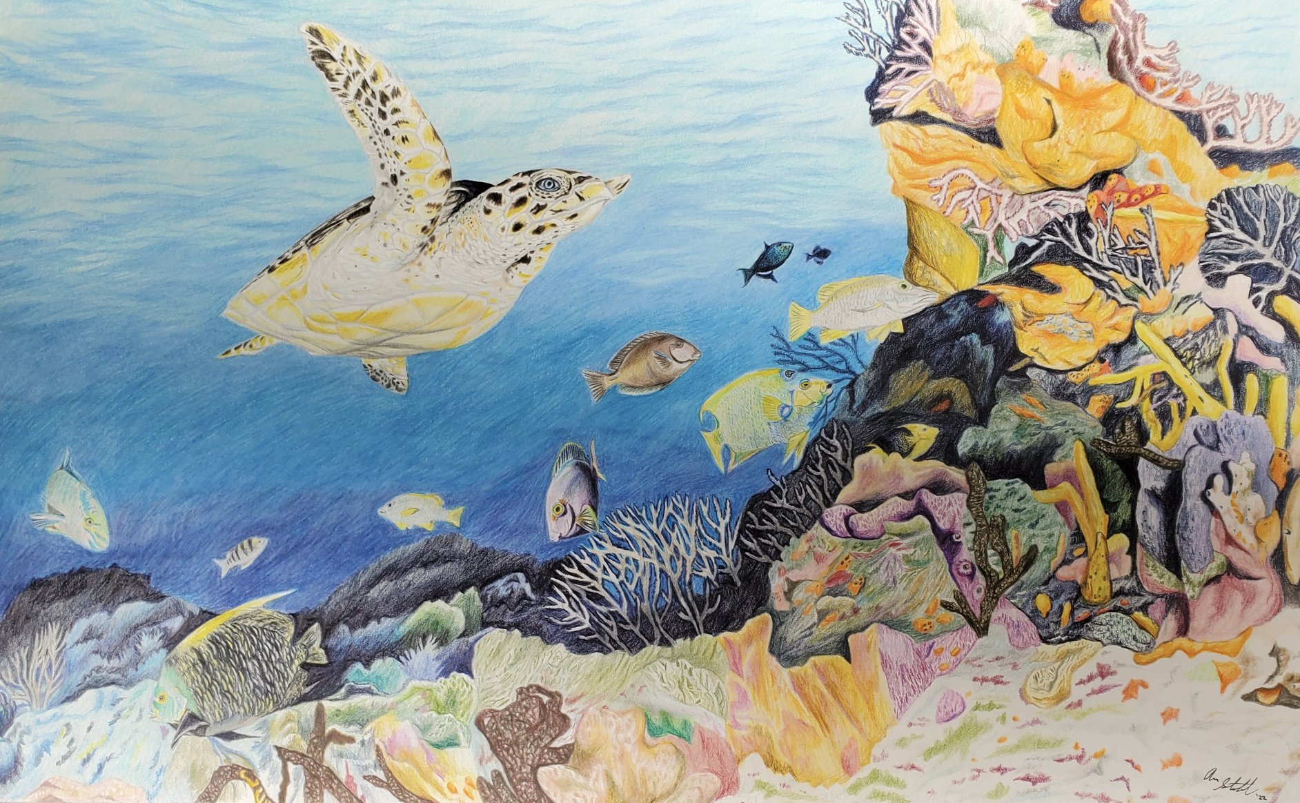 Coral reef scene (11x17" colored pencil on bristol paper; original available for sale: $510 including shipping).