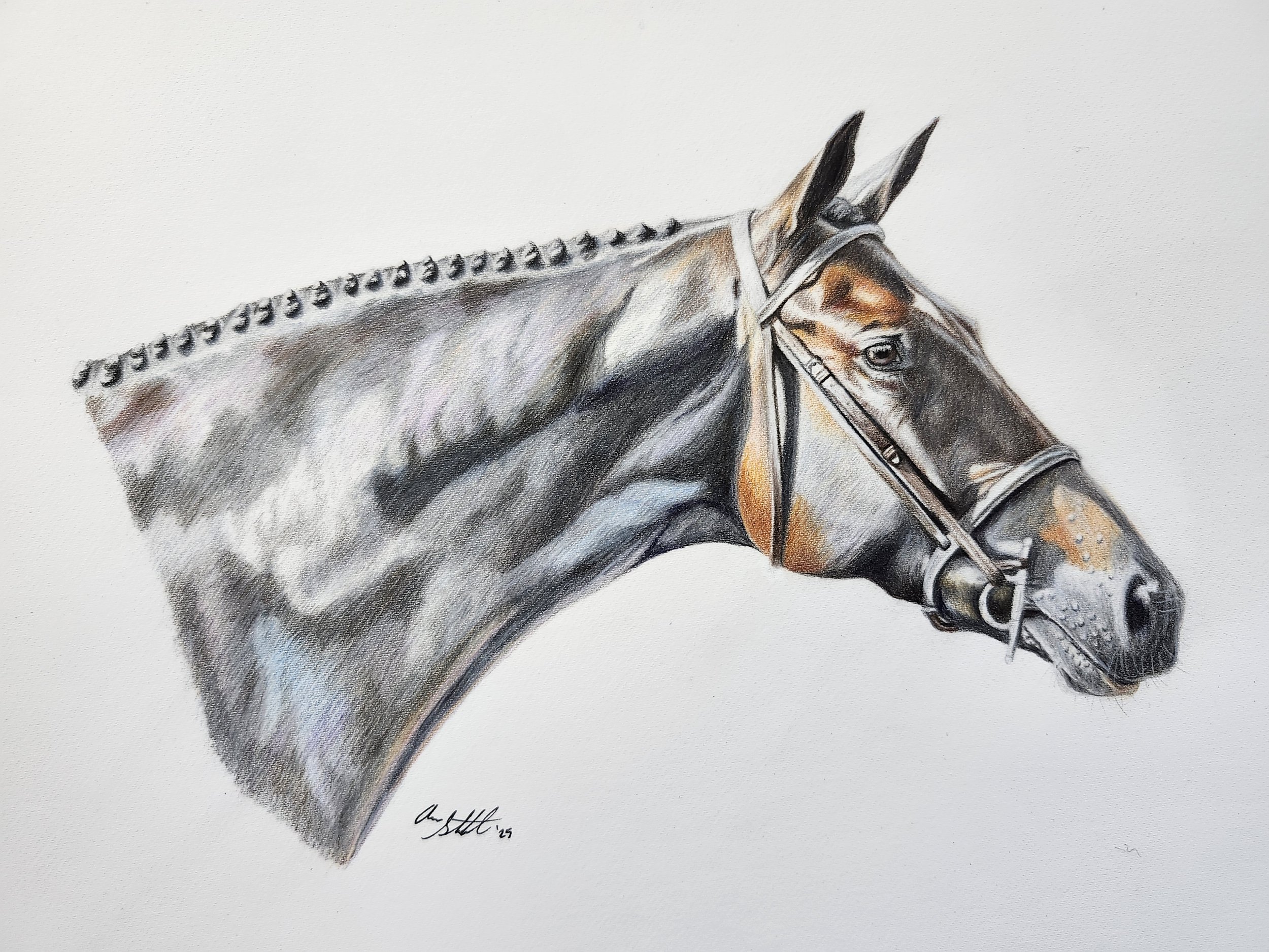 Mint the horse (9x12" colored pencil on Fabriano Artistico hot press watercolor paper)